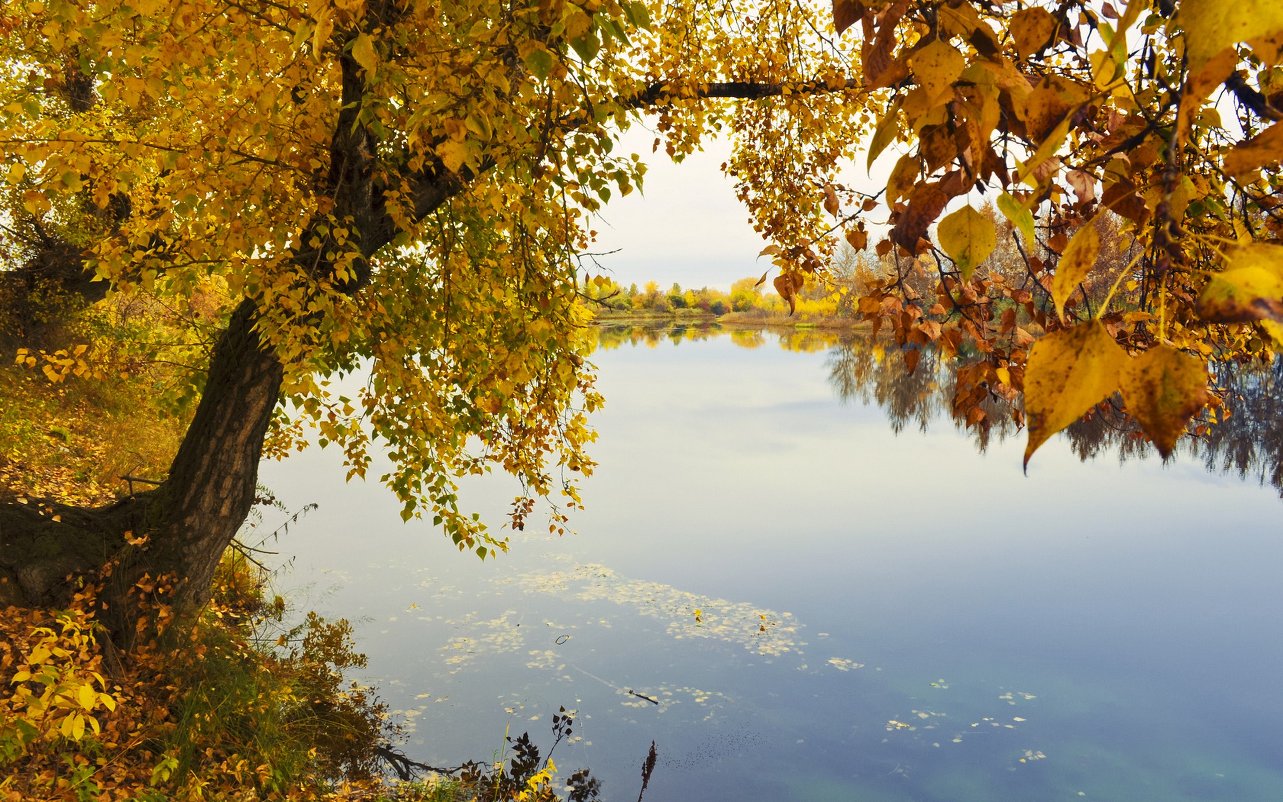 Природа, пейзаж Осень озеро, дерево, желтое красивые обои рабочий стол