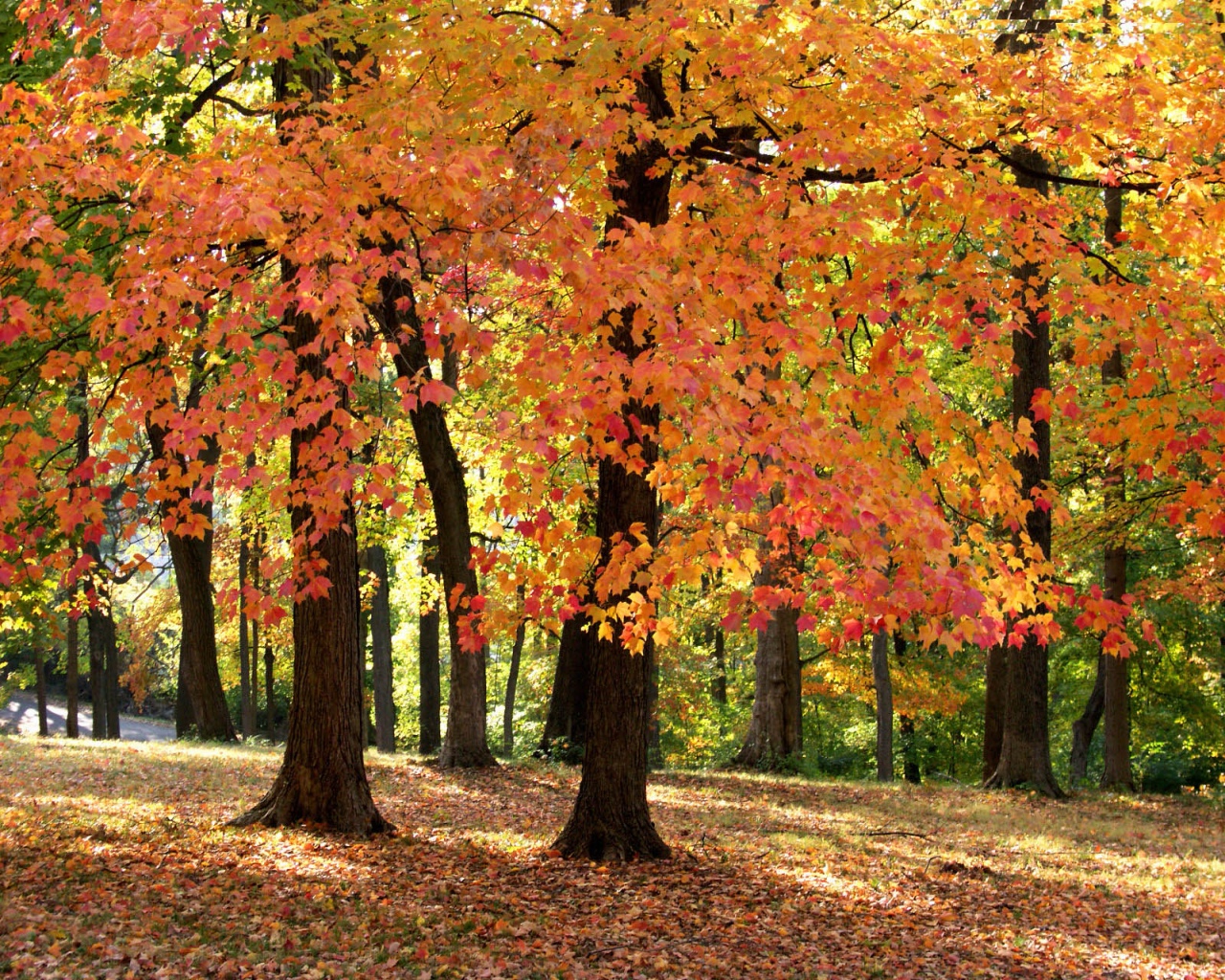 Природа, пейзаж Осень autumn, wallpaper 131 красивые обои рабочий стол