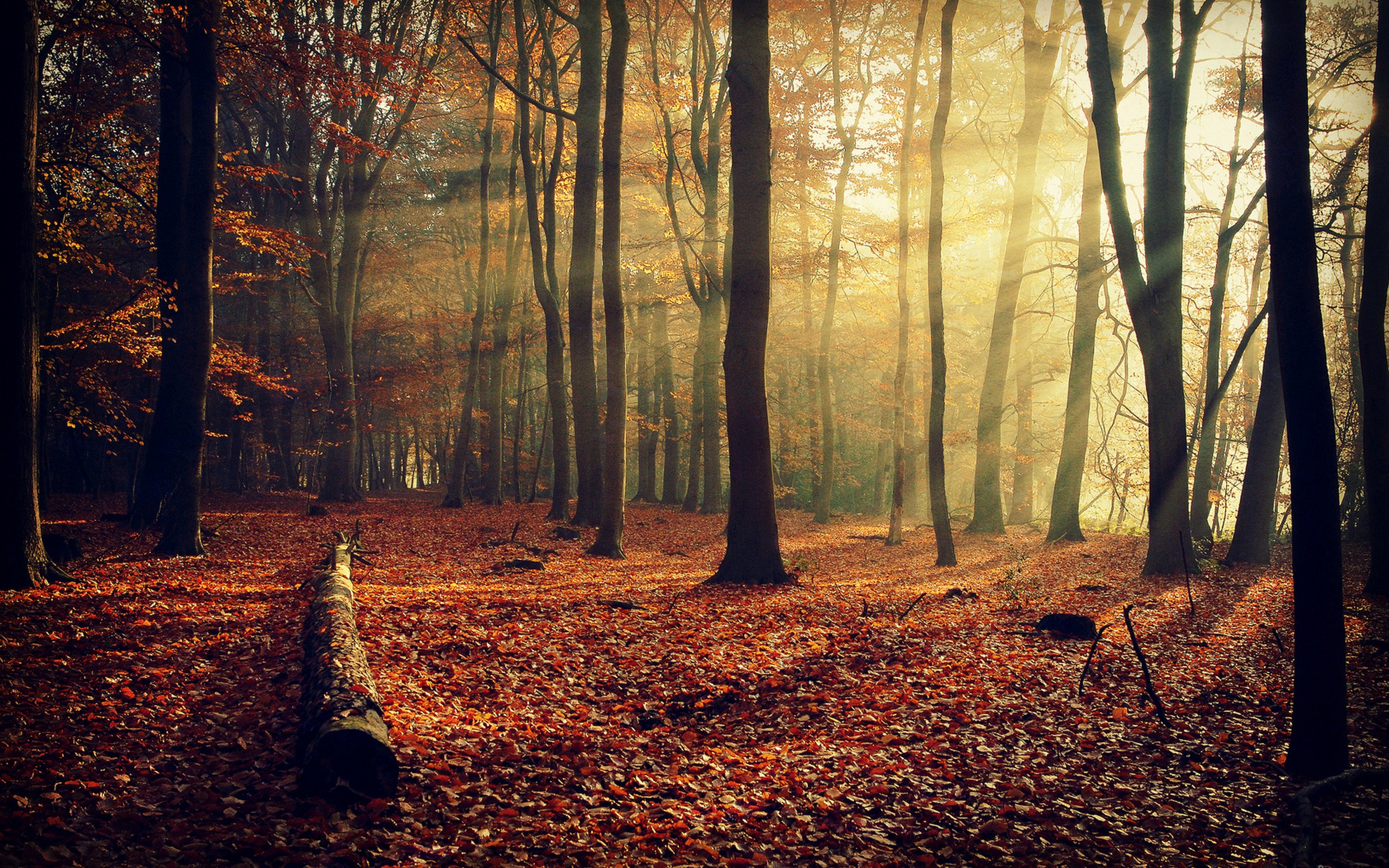 Природа, пейзаж Осень деревья, лес, листва, природа красивые обои рабочий стол