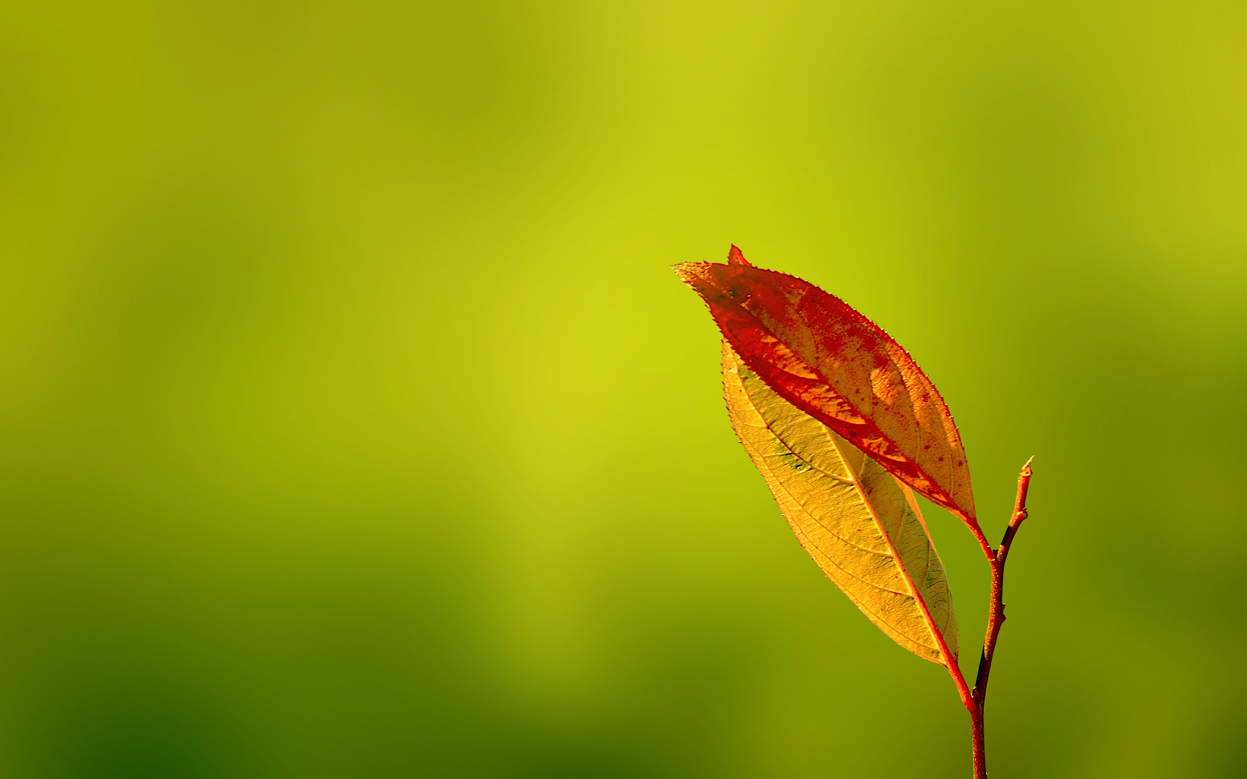 Природа, пейзаж Осень зелень, листья красивые обои рабочий стол