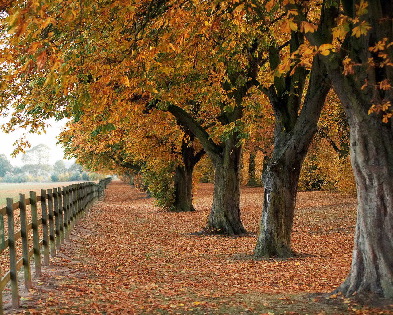 Природа, пейзаж Осень autumn, wallpaper 163 красивые обои рабочий стол