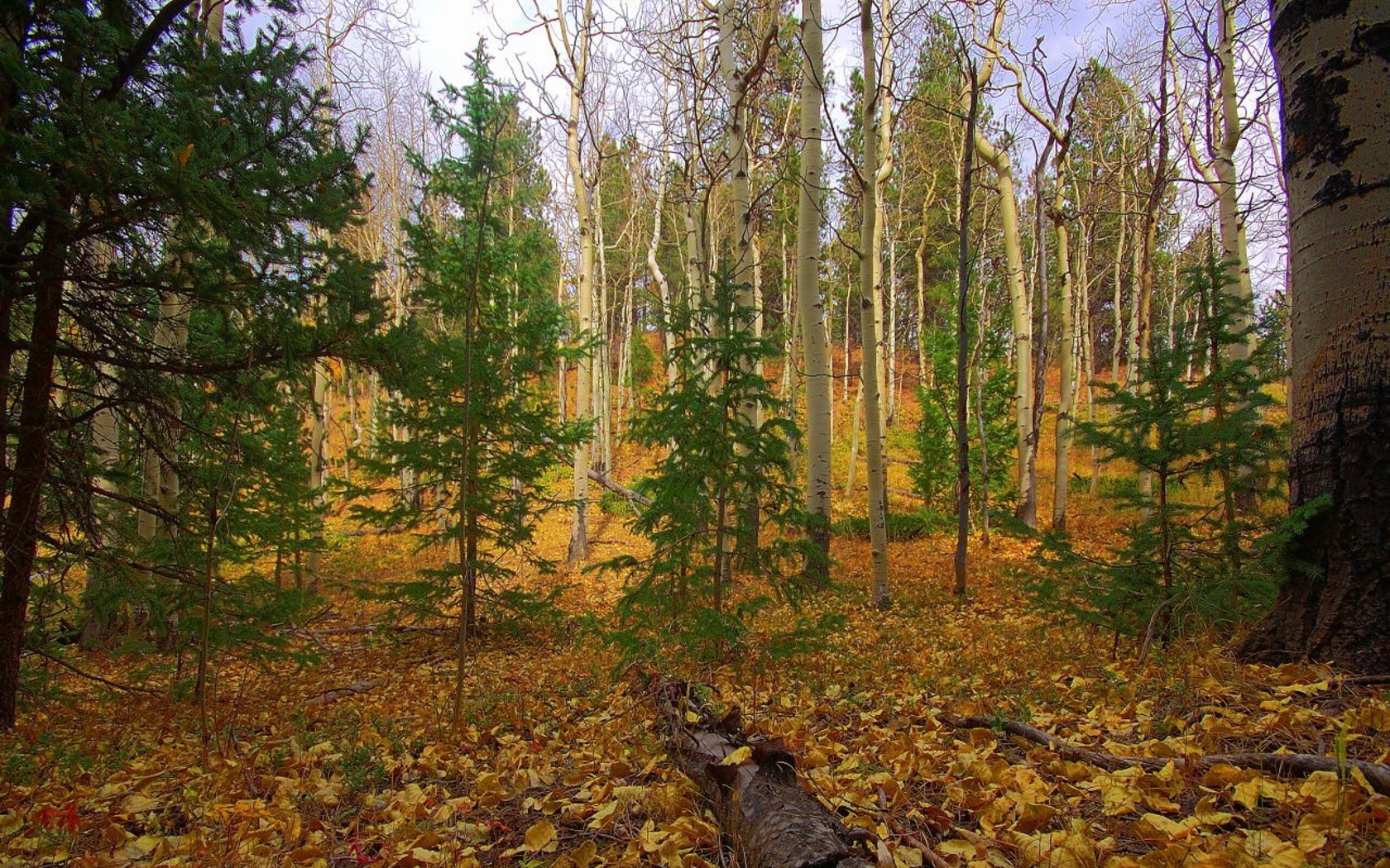 Природа, пейзаж Осень лес, деревья, ствол, листья красивые обои рабочий стол