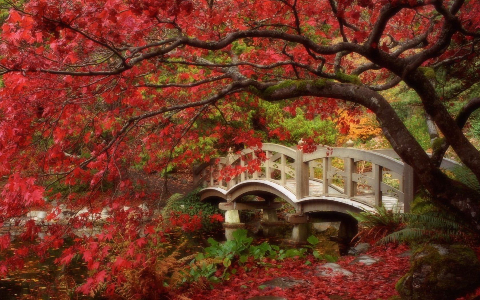 Природа, пейзаж Осень япония, сад, листья красивые обои рабочий стол
