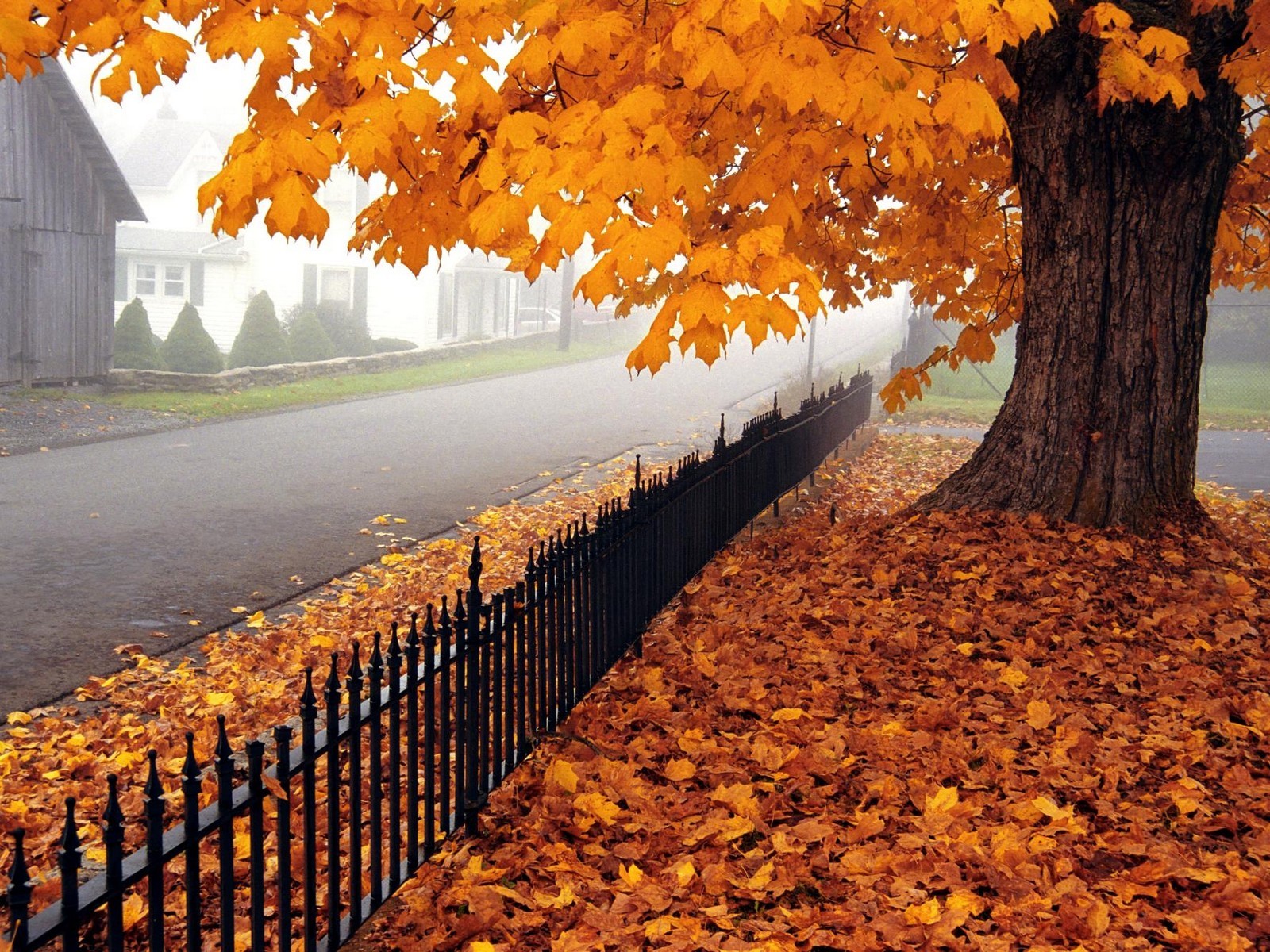 Природа, пейзаж Осень дерево, клен, листья, дорога красивые обои рабочий стол