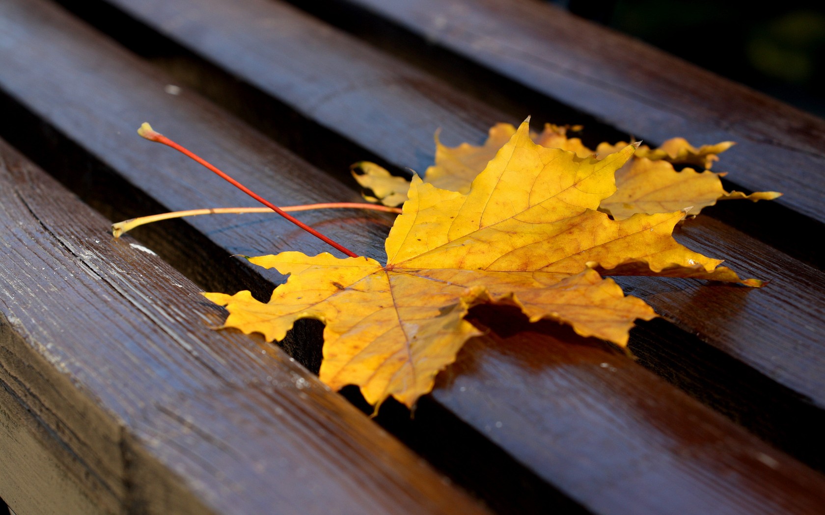 Природа, пейзаж Осень листья, лавочка красивые обои рабочий стол