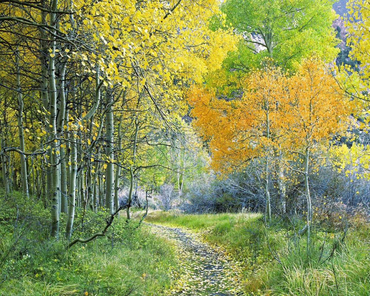 Природа, пейзаж Осень autumn, wallpaper 128 красивые обои рабочий стол