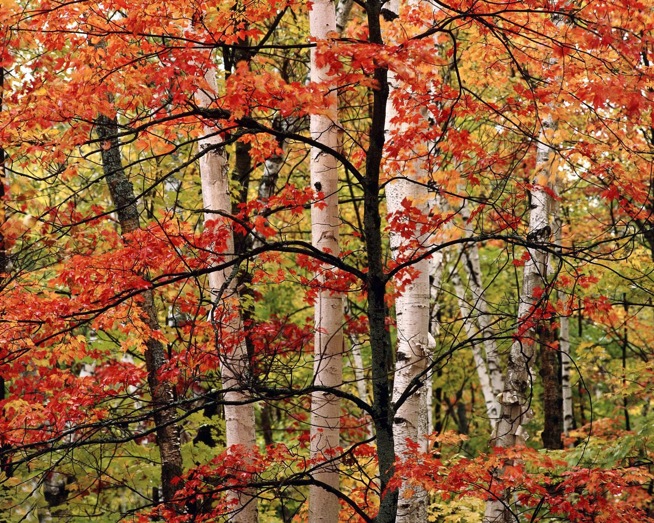 Природа, пейзаж Осень autumn, wallpaper 166 красивые обои рабочий стол