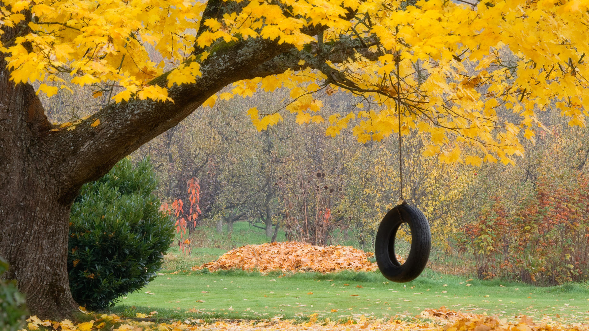 Природа, пейзаж Осень колесо, листья красивые обои рабочий стол