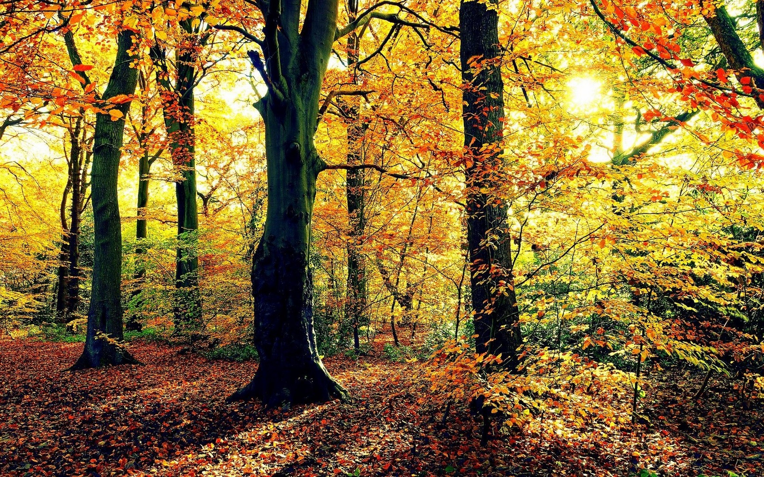 Природа, пейзаж Осень солнце, деревья, листва, лес красивые обои рабочий стол