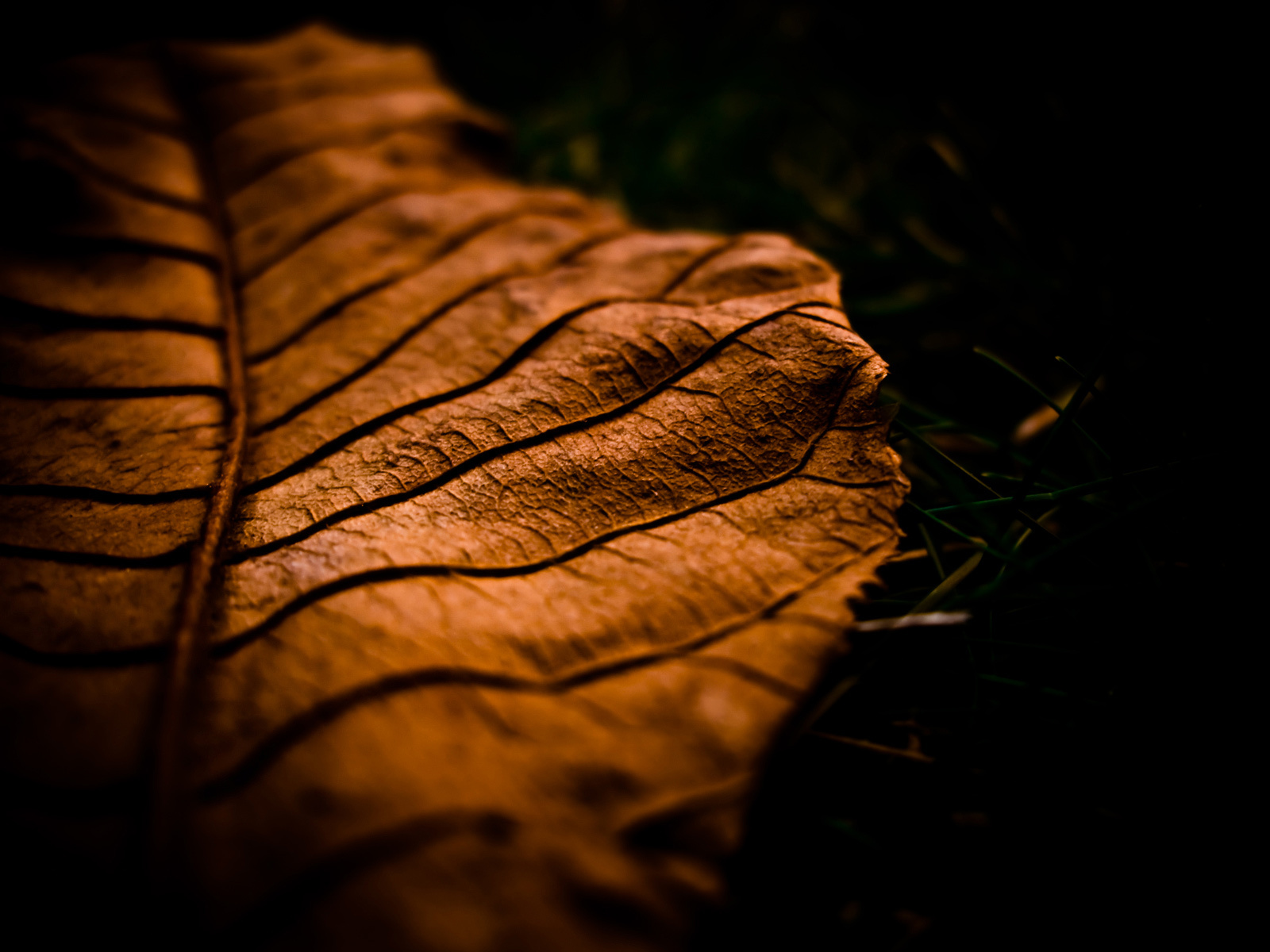 Природа, пейзаж Осень макро, лист красивые обои рабочий стол