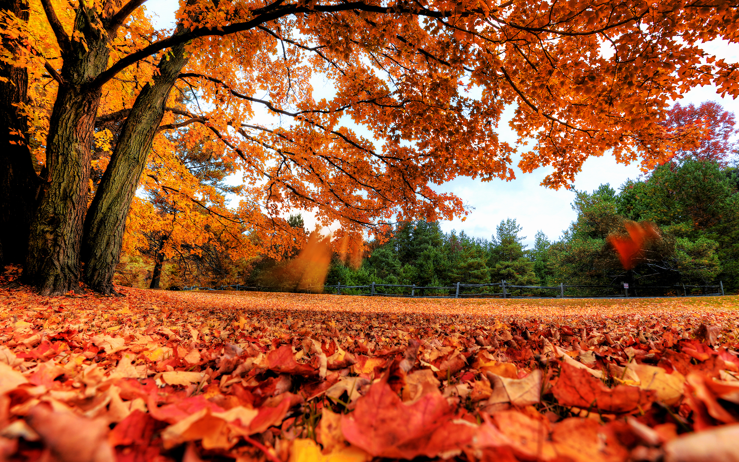Природа, пейзаж Осень деревья, листья красивые обои рабочий стол
