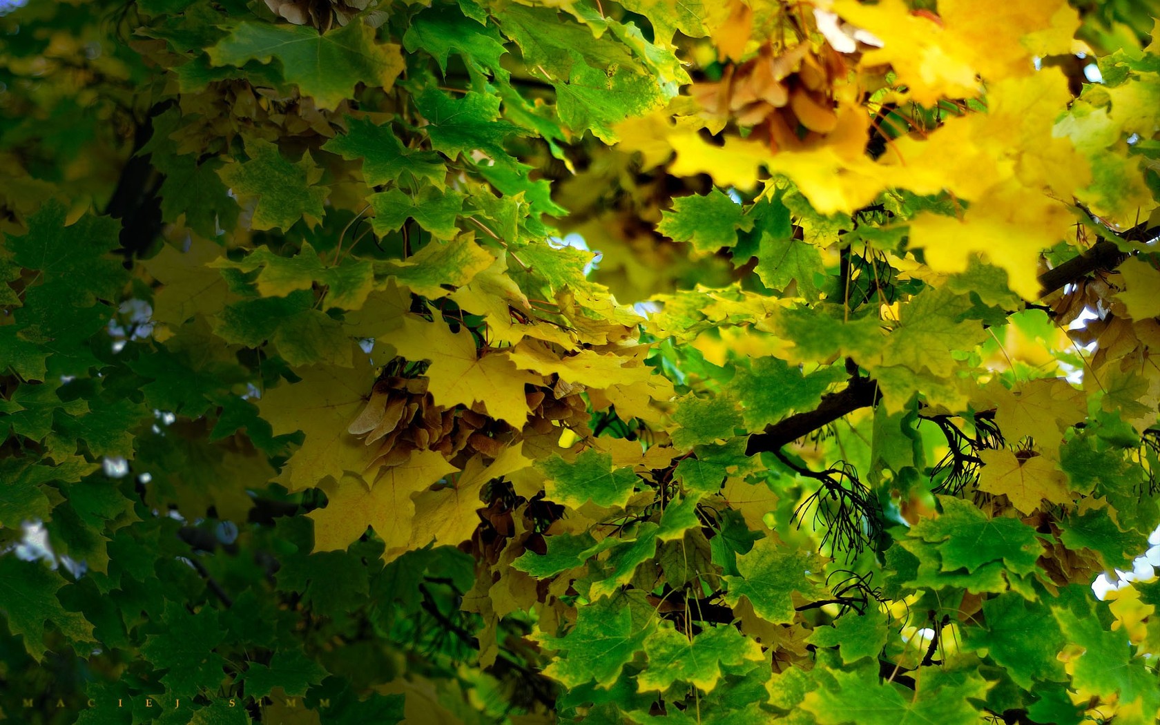 Природа, пейзаж Осень листья, ветки красивые обои рабочий стол
