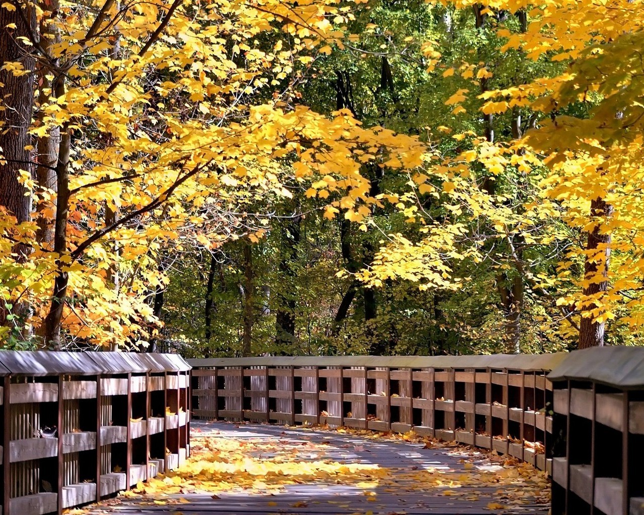 Природа, пейзаж Осень autumn, wallpaper 1100 красивые обои рабочий стол
