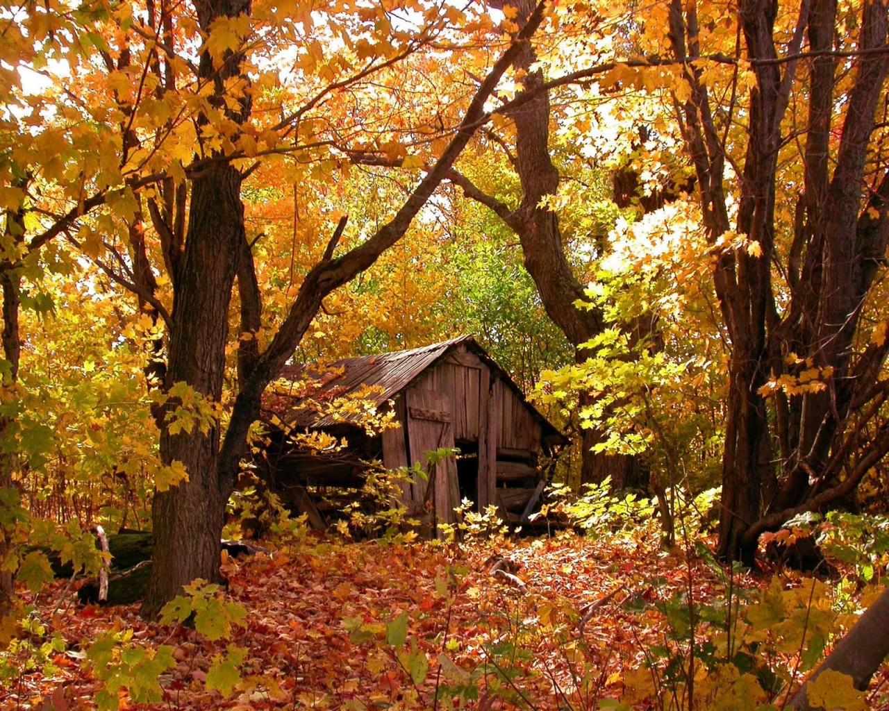 Природа, пейзаж Осень autumn, wallpaper 112 красивые обои рабочий стол
