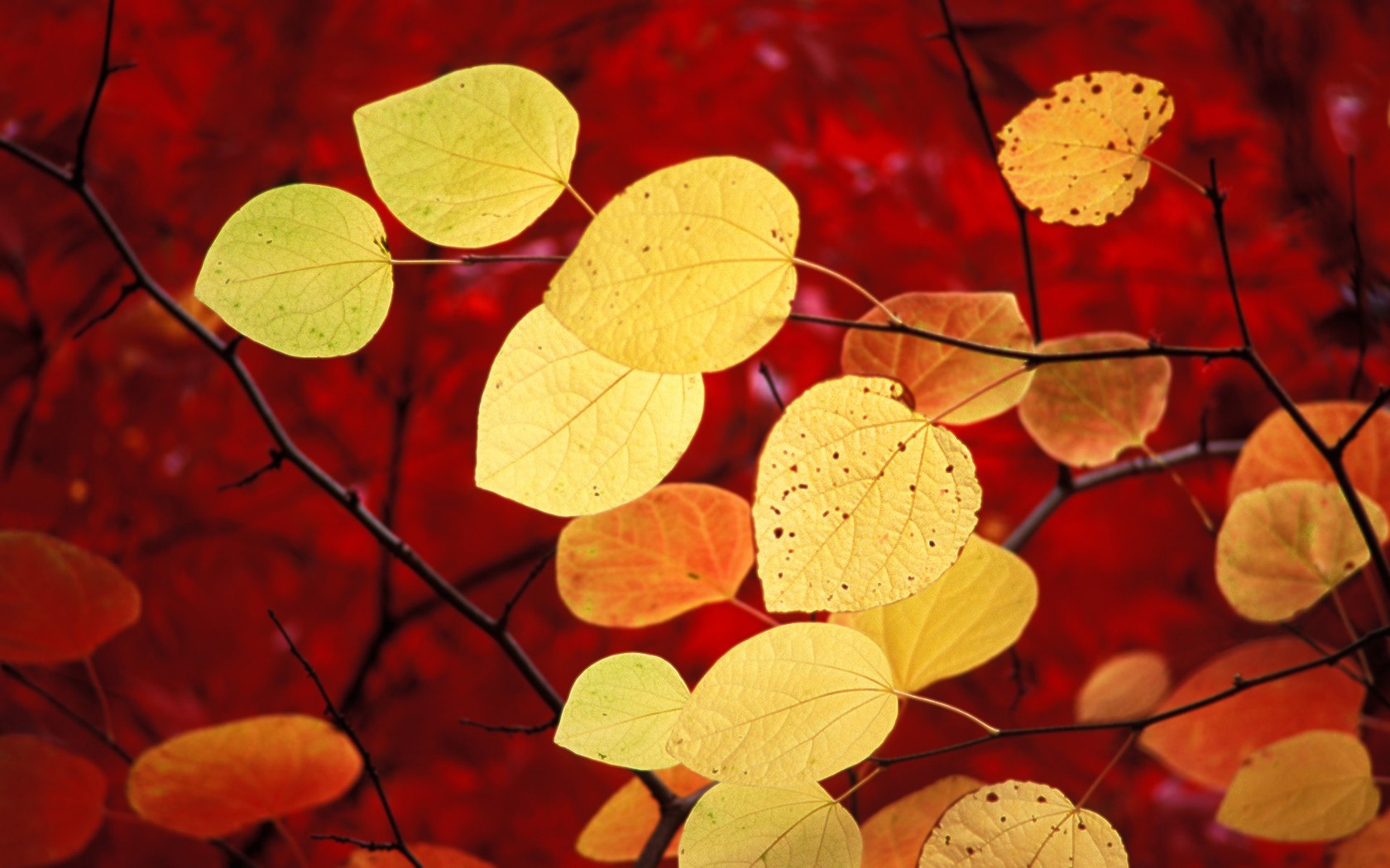 Природа, пейзаж Осень красный, листья красивые обои рабочий стол