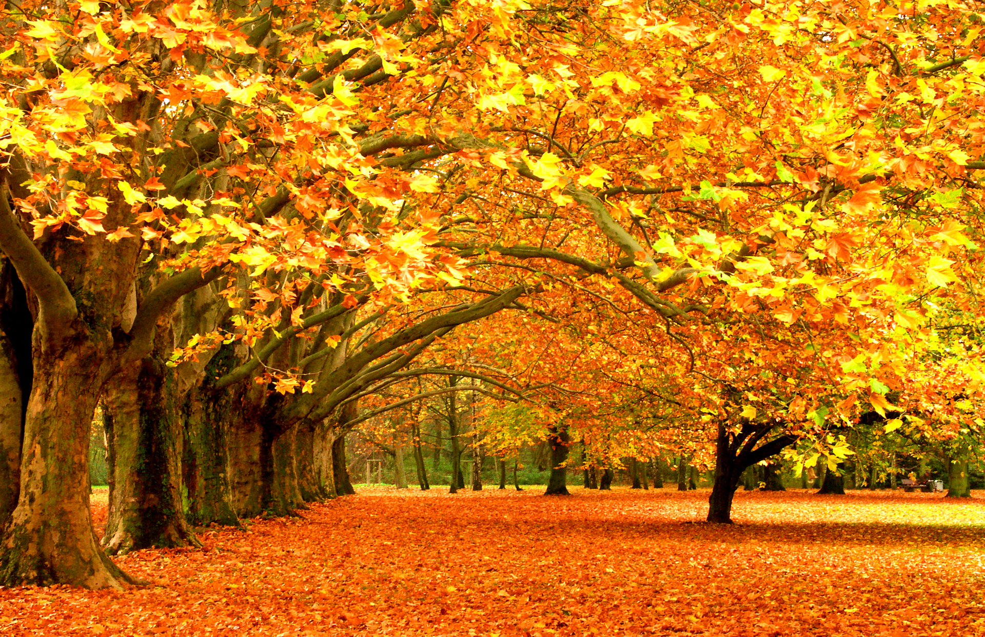 Природа, пейзаж Осень листопад, листва, деревья, листья, парк, лес красивые обои рабочий стол