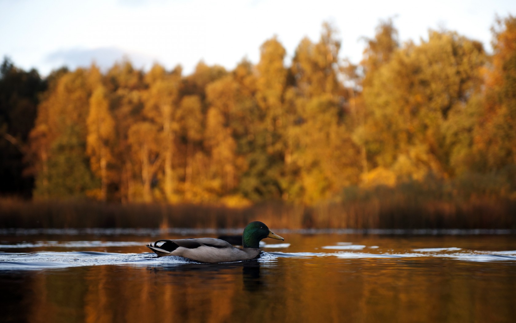 Природа, пейзаж Осень утка, озеро красивые обои рабочий стол