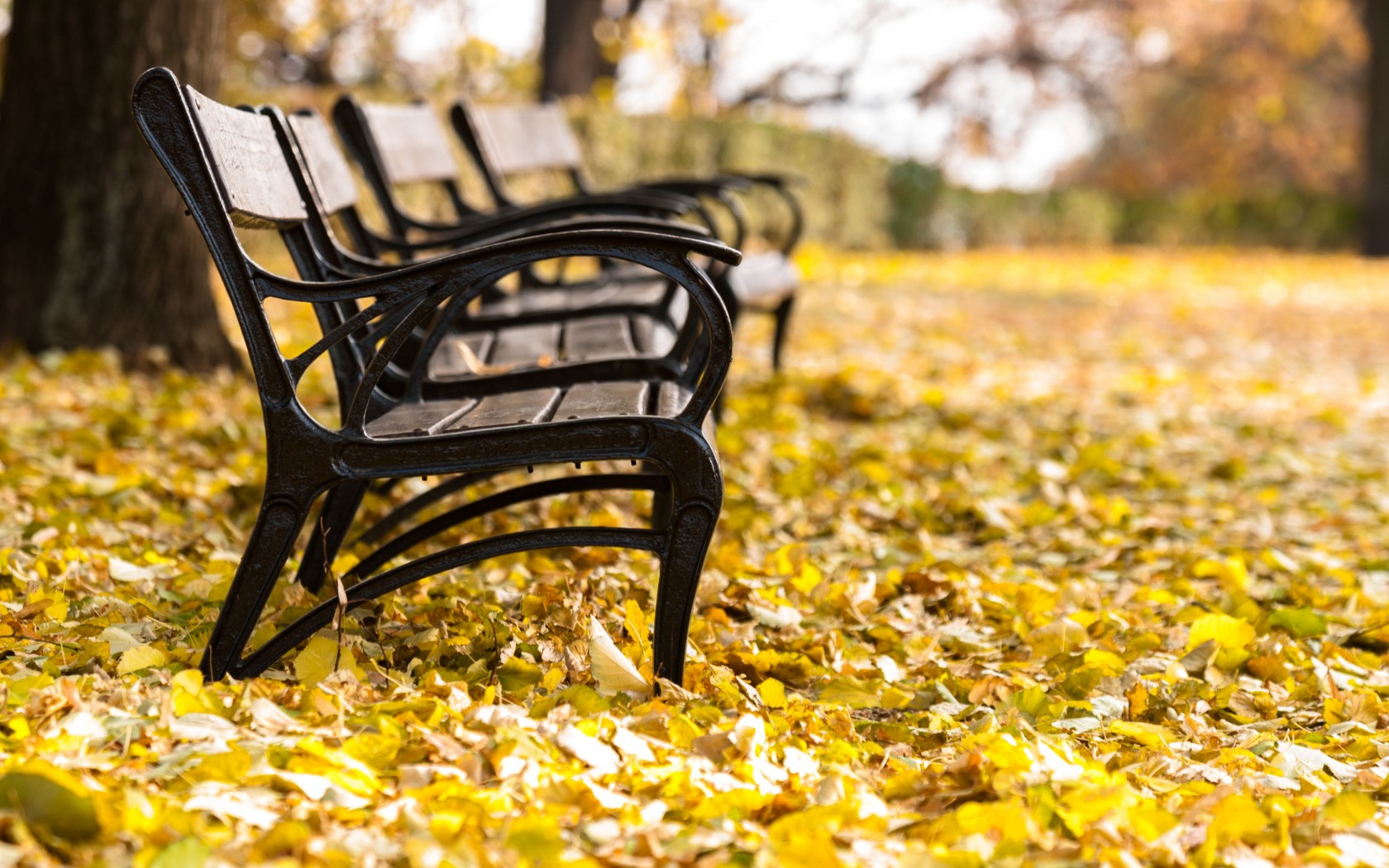 Природа, пейзаж Осень парк, листва, скамейки красивые обои рабочий стол