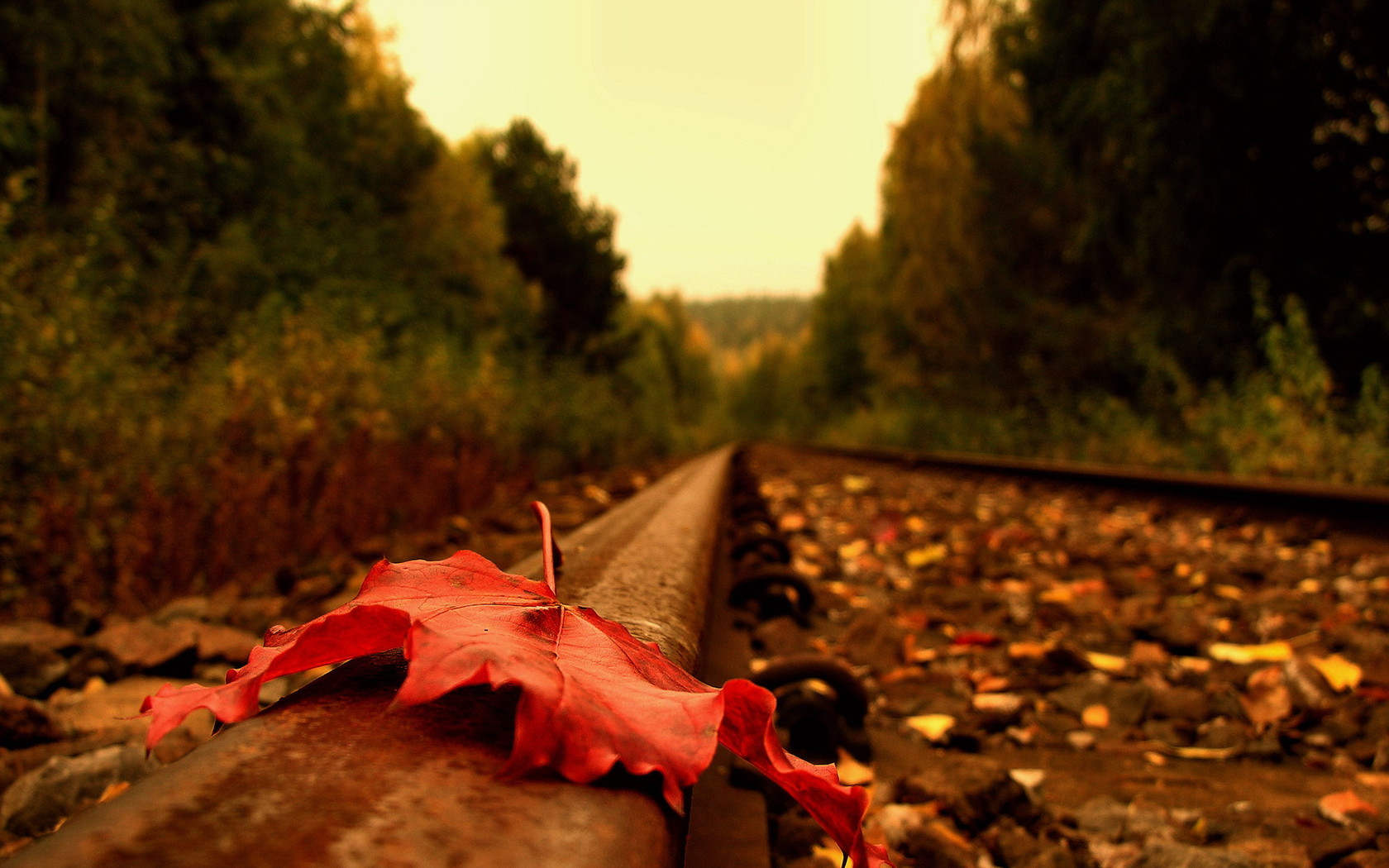 Природа, пейзаж Осень дорога, рельсы, лист красивые обои рабочий стол