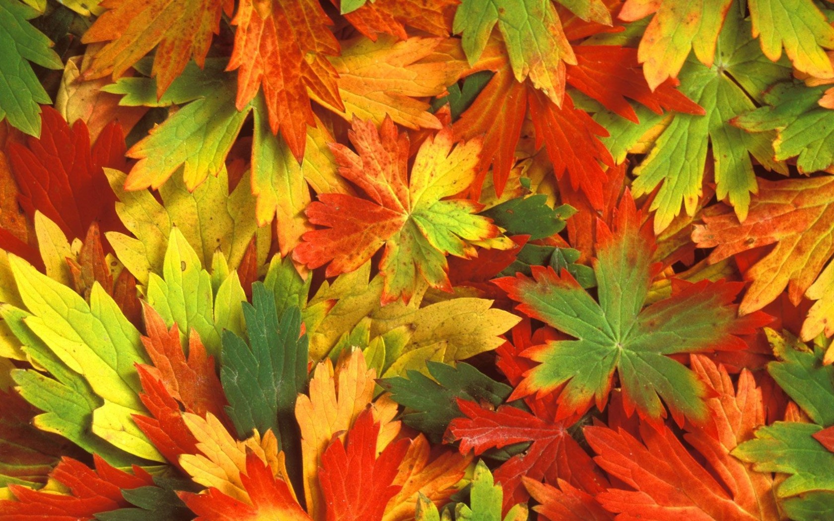 Природа, пейзаж Осень калейдоскоп, листья красивые обои рабочий стол