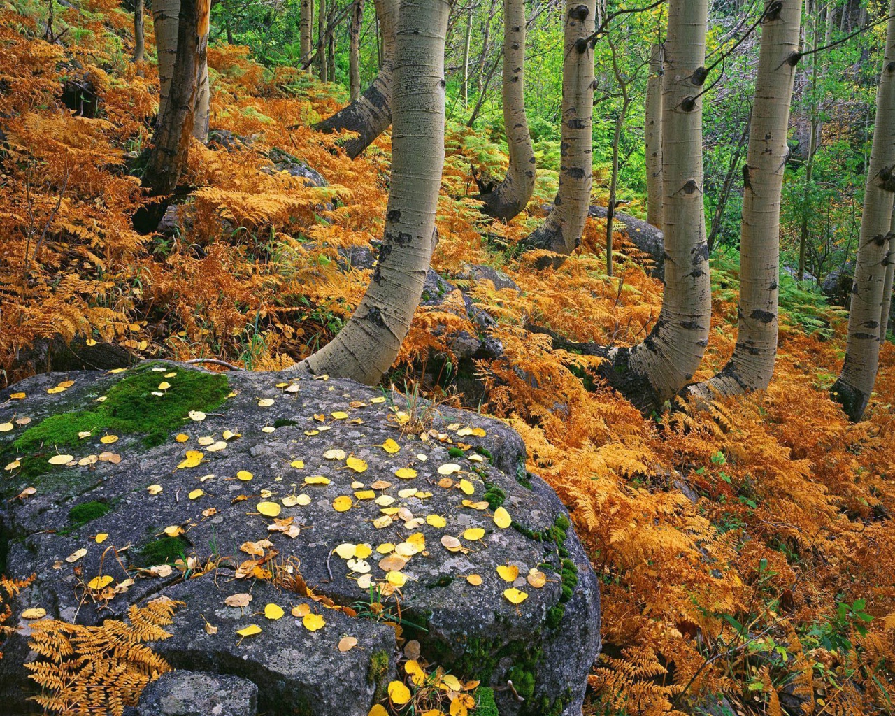 Природа, пейзаж Осень autumn, wallpaper 118 красивые обои рабочий стол