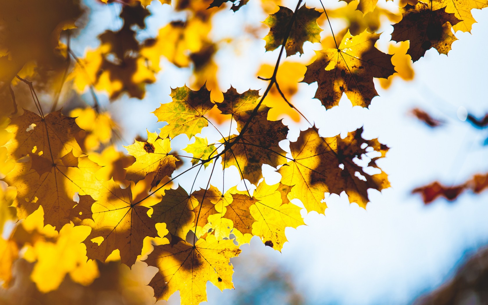 Природа, пейзаж Осень листья, дерево, ветки, макро, размытость красивые обои рабочий стол