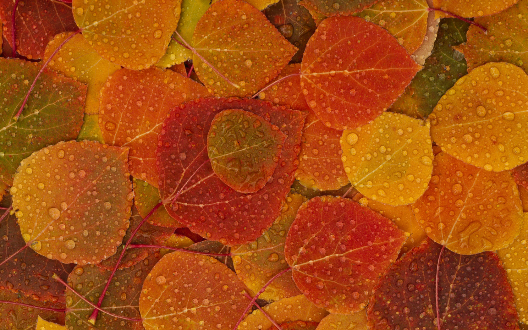 Природа, пейзаж Осень листья, капли красивые обои рабочий стол