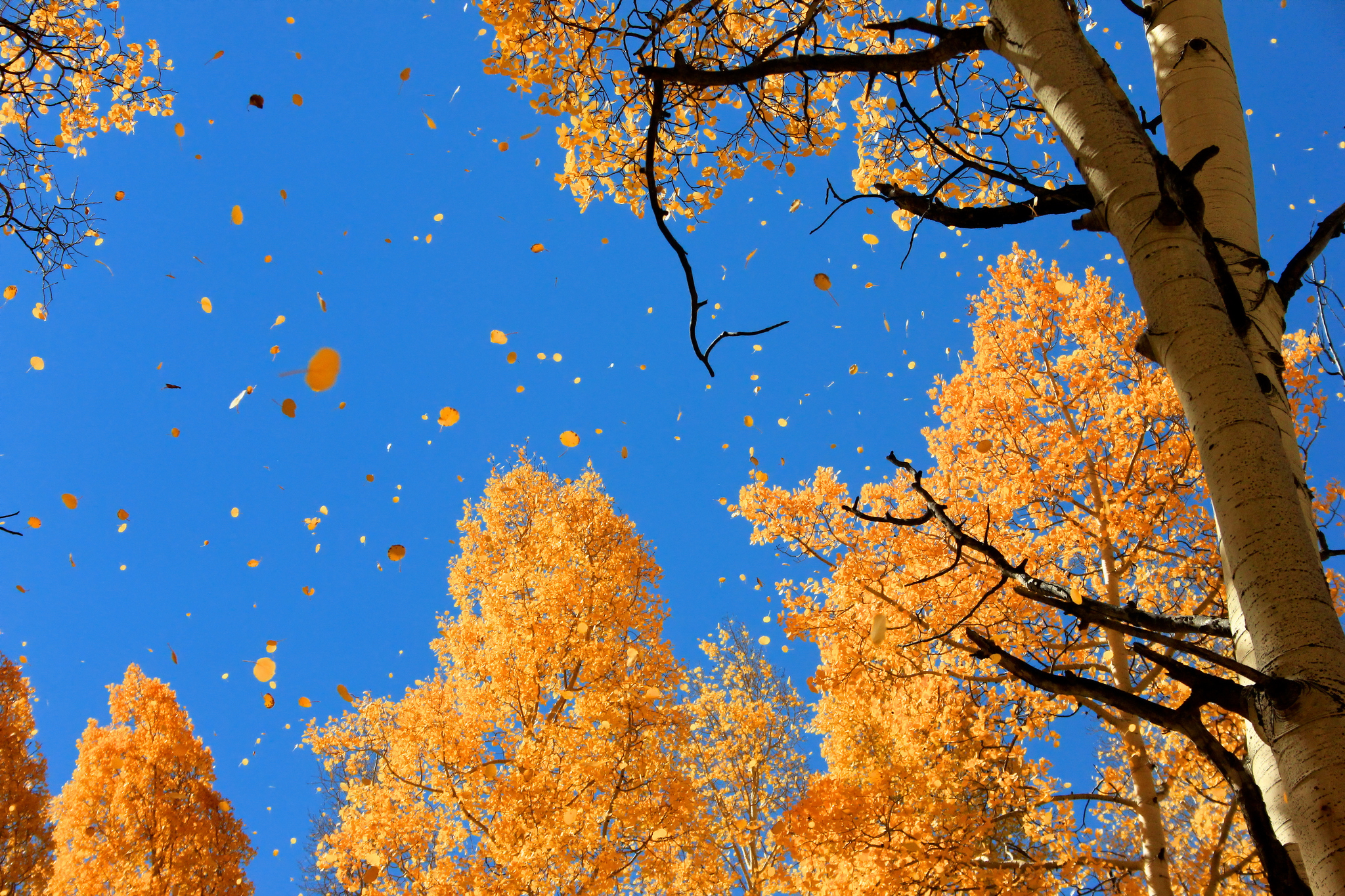 Природа, пейзаж Осень небо, листва красивые обои рабочий стол