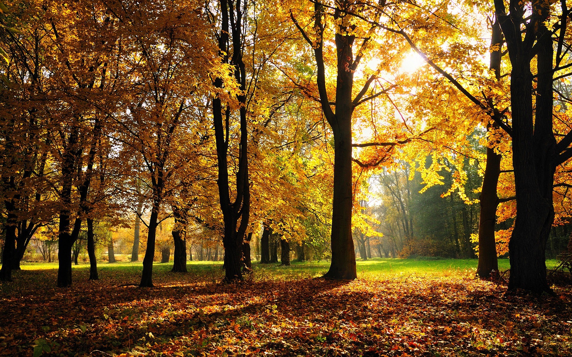 Природа, пейзаж Осень лес, парк, деревья,  листва, трава красивые обои рабочий стол