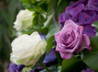 Девушка Розы сиреневые, розы, куст, гортензия, белые, листья обои рабочий стол