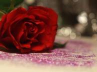 Девушка Розы красная, цветок, роза, блеск, поверхность обои рабочий стол