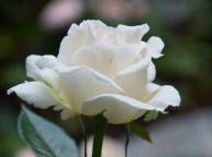 Девушка Розы белая, цветок, роза, макро обои рабочий стол