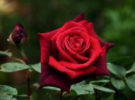Девушка Розы роза, цветок, флора обои рабочий стол