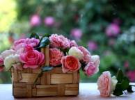 Девушка Розы розы, корзинка, лукошко обои рабочий стол