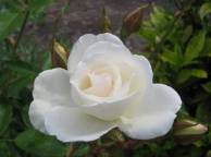 Девушка Розы роза, белая, цветок обои рабочий стол