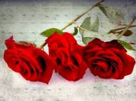 Девушка Розы розы, красные, цветы, цветок обои рабочий стол