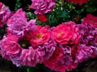 Девушка Розы розы, розовый куст, лепестки обои рабочий стол