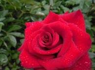 Девушка Розы макро, роза, цветы обои рабочий стол