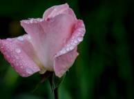 Девушка Розы цветок, роза, розовая, капли обои рабочий стол