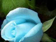 Девушка Розы роза, голубая обои рабочий стол