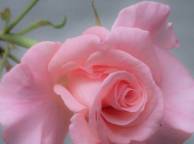 Девушка Розы роза, лепестки, нежность, макро обои рабочий стол