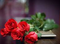 Девушка Розы Цветы, розы, бекет обои рабочий стол