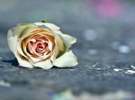 Девушка Розы макро, цветок, роза обои рабочий стол