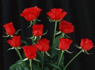 Девушка Розы красные розы, чёрный фон, цветы обои рабочий стол