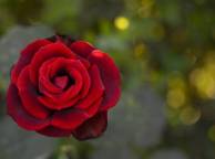 Девушка Розы роза, цветок, макро обои рабочий стол