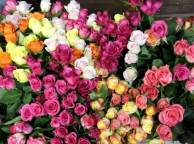 Девушка Розы розы, цветы, красивые, цветок, букет, природа обои рабочий стол