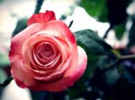 Девушка Розы лепестки, роза, листики, цветок обои рабочий стол