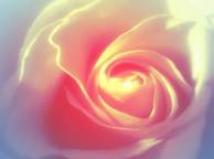 Девушка Розы роза, белая, нежность обои рабочий стол