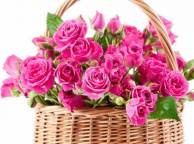 Девушка Розы розы, розовые, цветы, красивые, букет, корзина обои рабочий стол