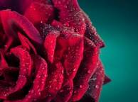Девушка Розы лепестки, роса, макро, роза, капли обои рабочий стол